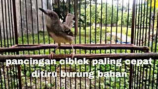 Ciblek semi gacor pancingan ciblek bahan biar buny200 @jalu890