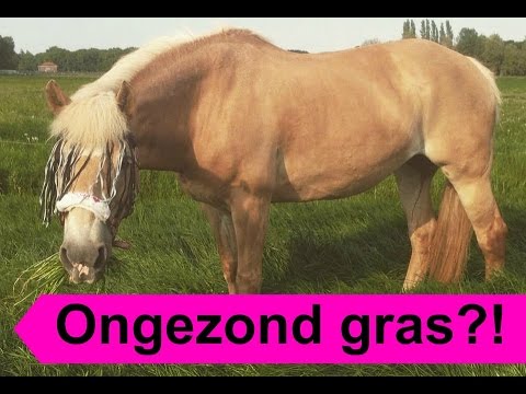 Is groen gras ongezond voor paarden? {{Uitleg}} | SophieBella ♡