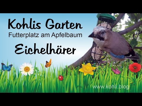 Eichelhäher bei der Futterstelle am Apfelbaum