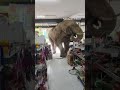 飢餓大象闖入泰國商店吃米餅後離去－ BBC News 中文