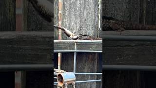 Two Brown Anoles (Anolis sagrei) locked in a territorial face-off on a wooden fence.