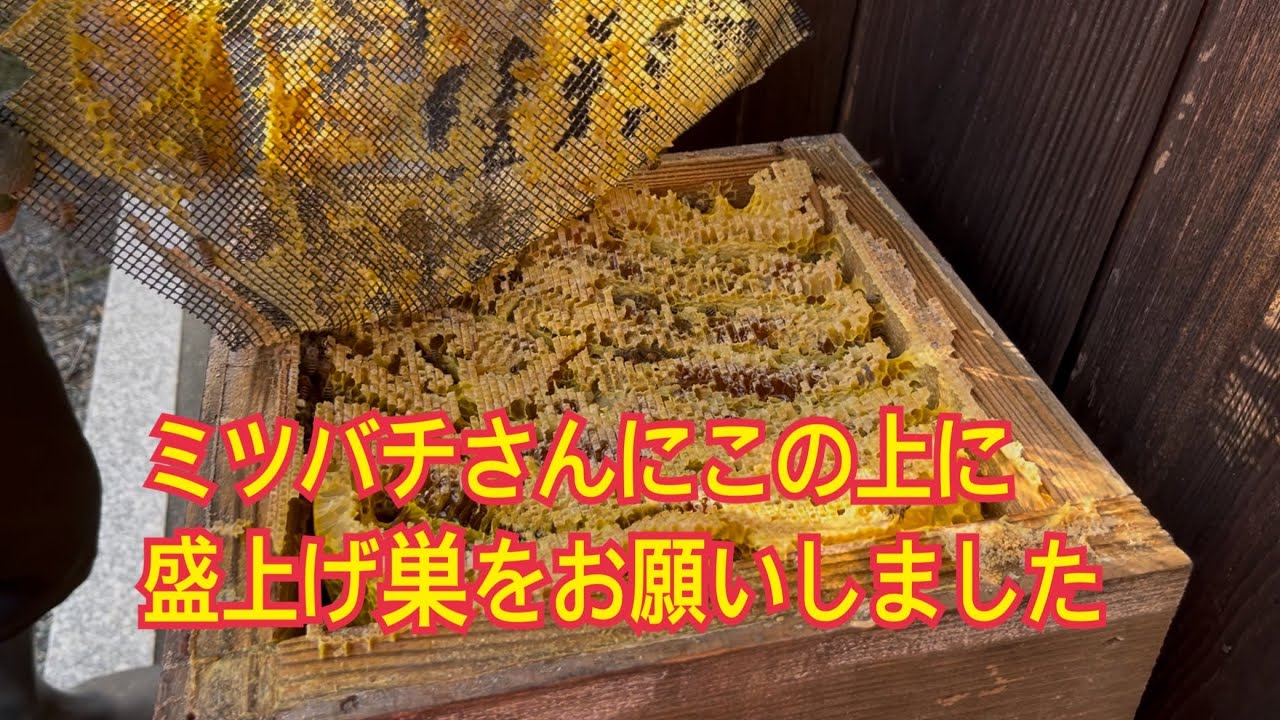 Vlog #294 I asked the bees to make a mounded nest on top of this