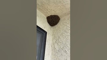 Pest Control | Beehive | Bee Swarm Removal | LA County | Versa-Tech PM