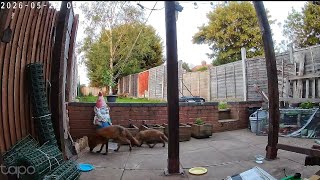 #mama #fox and #cubs #wildlife #caughtoncamara #trailcam #redfoxes #urbanfox #wildlifevideo #foxcub 