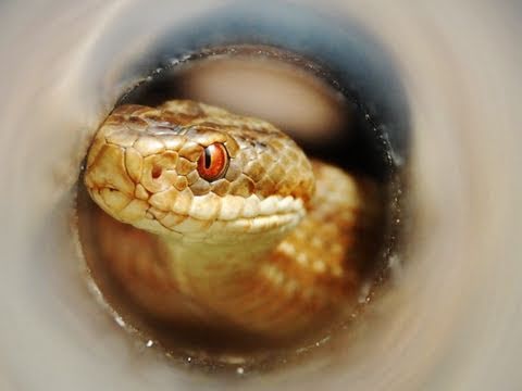 Adder conservation