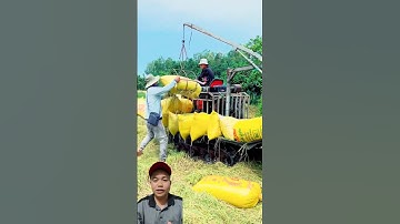 Nông dân miền tây sáng chế máy gấp lúa quá hay #shorts