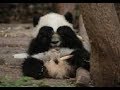 やんちゃなシャンシャンはお茶目な木登りでママに怒られちゃった💓Baby panda got angry at Mama【パンダシャンシャンチャンネル】