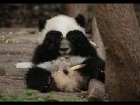 やんちゃなシャンシャンはお茶目な木登りでママに怒られちゃった💓Baby panda got angry at Mama【パンダシャンシャンチャンネル】