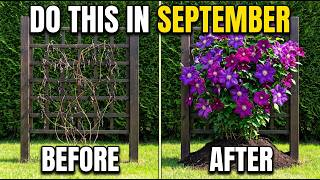 Your Clematis Needs This Every September - Even Dead Clematis Comes Back To Life