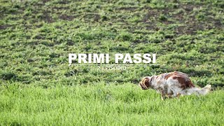 PRIMI PASSI: Come addestrare un cane da ferma partendo da zero | Episodio 2 | Setter Inglese