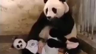 Man Scares Panda With Panda Mask Viral Funny