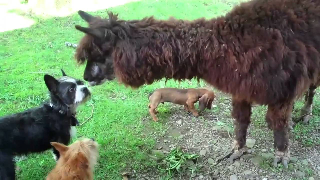 Doc Pawsitive's 3 Amigos Meet Their 1st Alpaca!? - YouTube