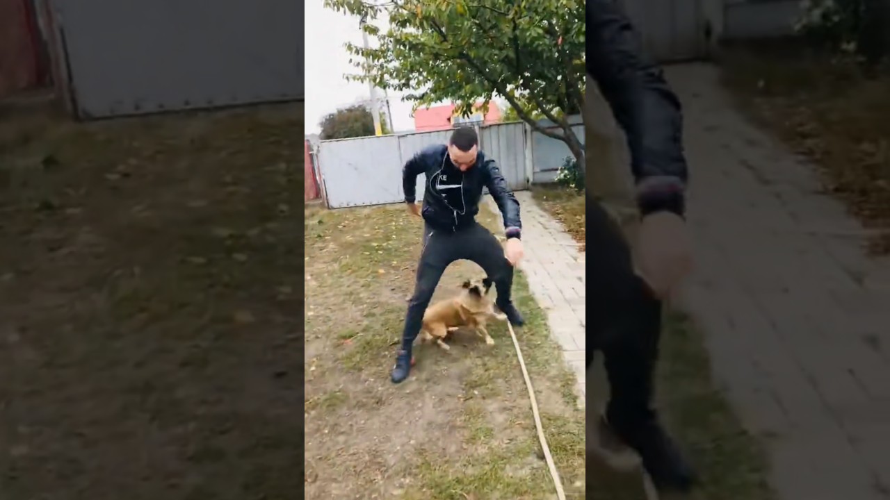 Funny video. funny joke. funny dog. тик ток. Tik Tok. приколы. смешные приколы. прикольные видео.