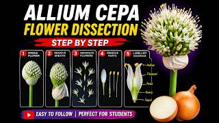 Allium Cepa Flower Dissection 🌸 | Step-by-Step Practical | Bioscopy Lab 🔬