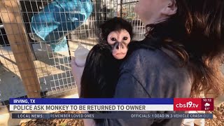 Texas police department asking for spider monkey to be returned to owner