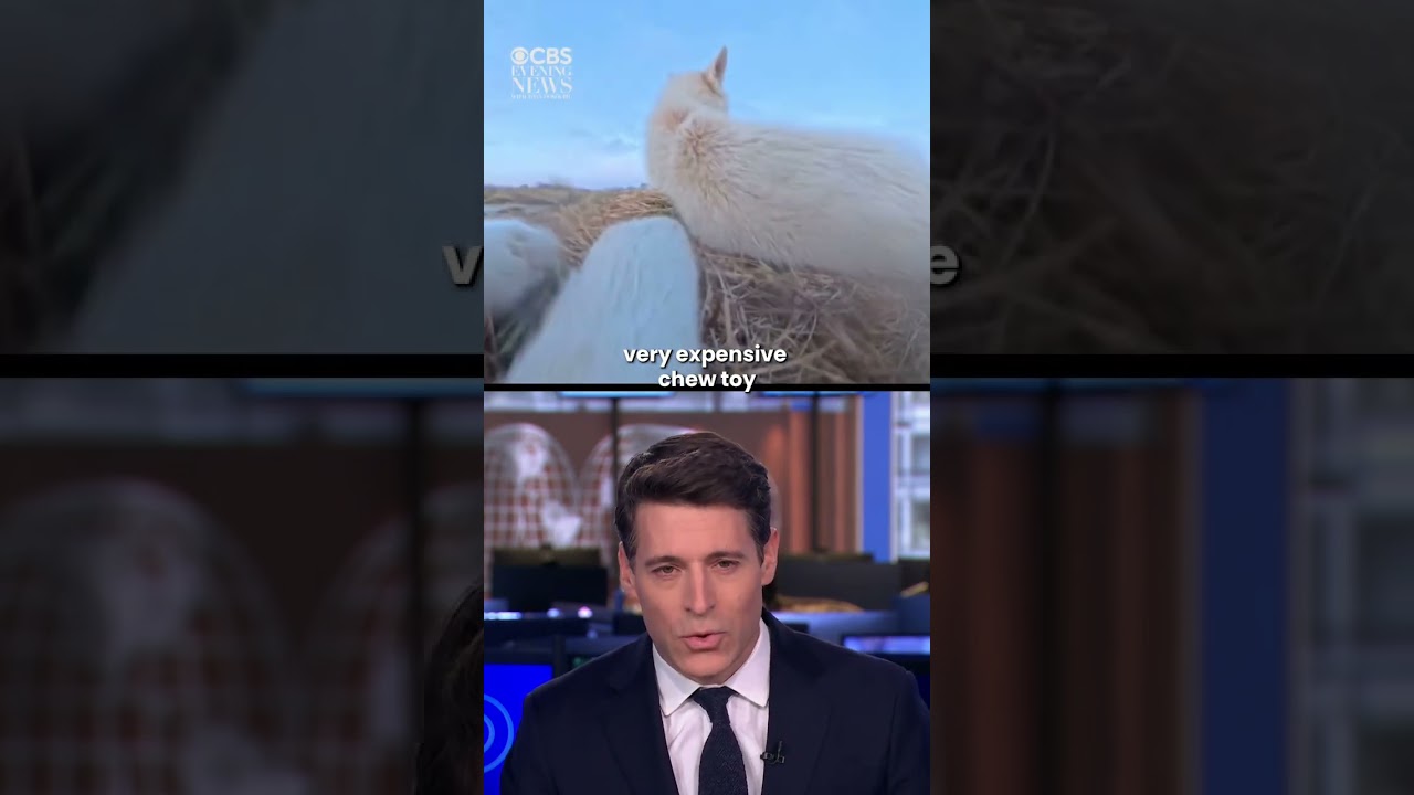 Sled dogs steal $700 camera in Greenland 