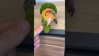 Sevmediğiniz Şeyleri Belli Etmek Konusunda Yaprak Gibi Olun