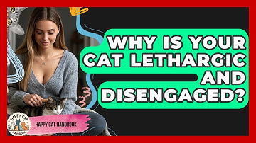 Why Is Your Cat Lethargic And Disengaged? - Happy Cat Handbook