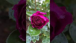 Ebb Tide Rose Fragrancecolor Pink Slowly Turns To Purple 