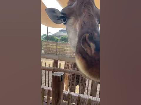 Керік - YouTube