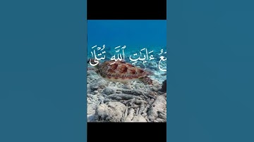 #المصحف #القزابري #اكسبلور قرآن كريم #الرحمن #لايك #راحة_نفسية