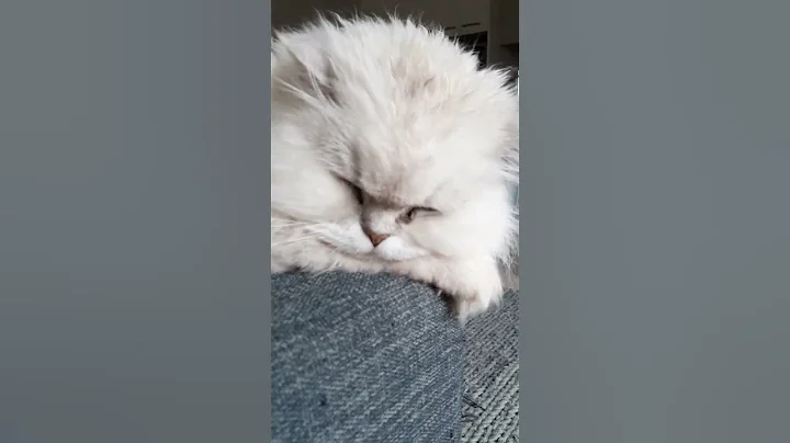 Watch the video about How??? #cat #cute #chinchilla #Persian #cheeky #sundayfunday