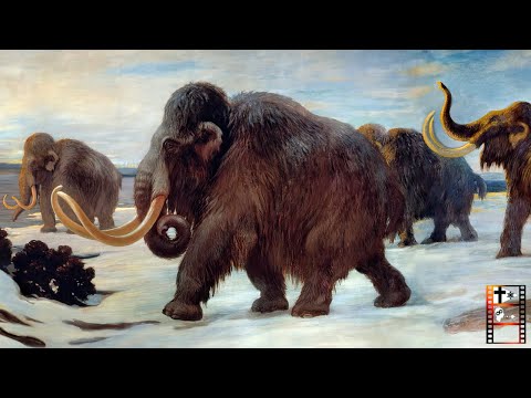 Video: Das Geheimnis Des Verschwindens Von Mammuts - Alternative Ansicht