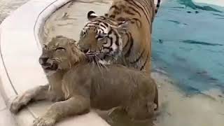 ТИГР И СОБАКА АЛАБАЙ - TIGER AND DOG ALABAI ТИГР И СОБАКА АЛАБАЙ - TIGER AND DOG ALABAI