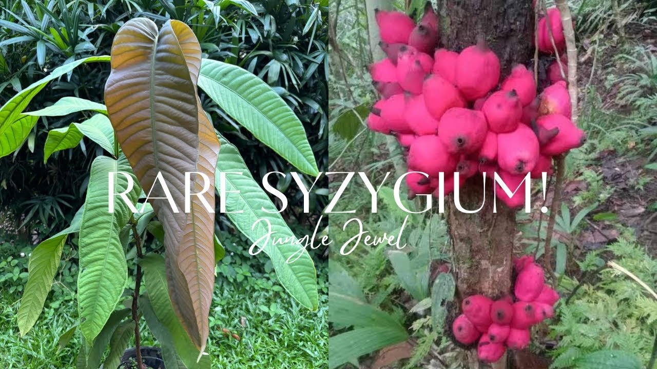 Syzygium verstegii – A Rare Tropical Fruit Tree Lost in the Rainforest