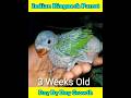 Indian Ringneck Parrot Baby Day By Day Growth 😍 #shorts #kabutarlover #babyparrot #greenparrot