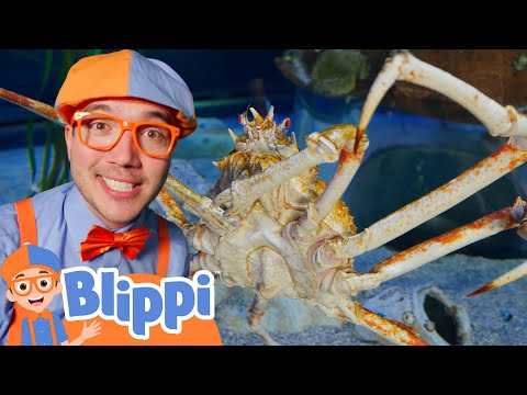 🌊Blippi’s Big Blue Sea Search🐳🔍🦑| Blippi | Moonbug Kids - Fantasy Cartoons - Imagination Play