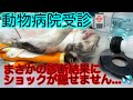 ガリガリの猫〜おから〜衝撃の診断結果