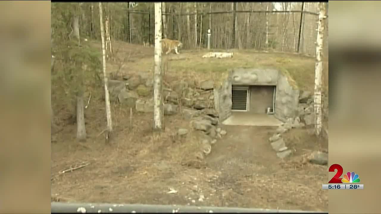 Alaska Zoo tiger dead at 19