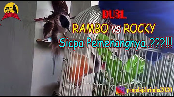Kutilang Mental Baja. Pertarung4n Sengit Cendet VS Kutilang