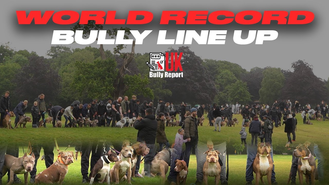 UK BULLY REPORT WORLD RECORD DOG LINE UP COVENTRY LINKUP YouTube