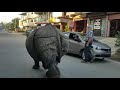 Wild rhino at city