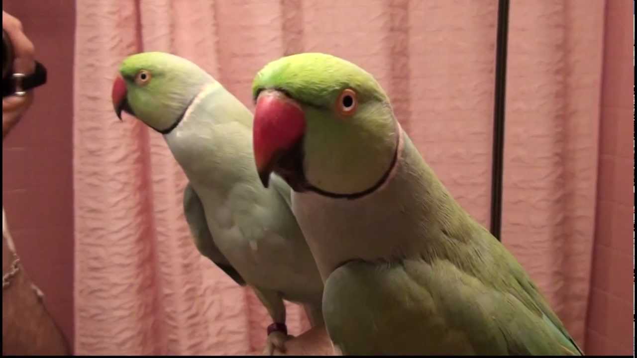 TALKING MALE INDIAN RINGNECK BUDDY ★ WHISTLING / SPEAKING / KISSING