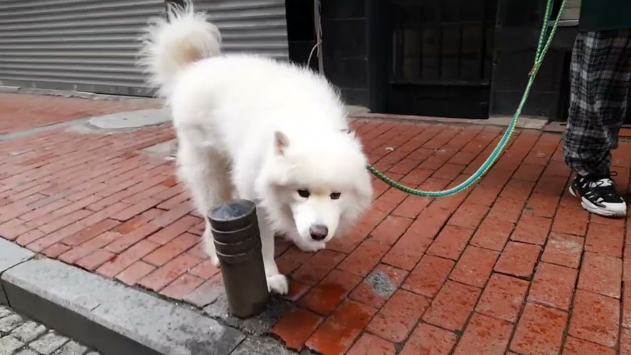 Lovely White Princess DOG İstanbul Türkiye