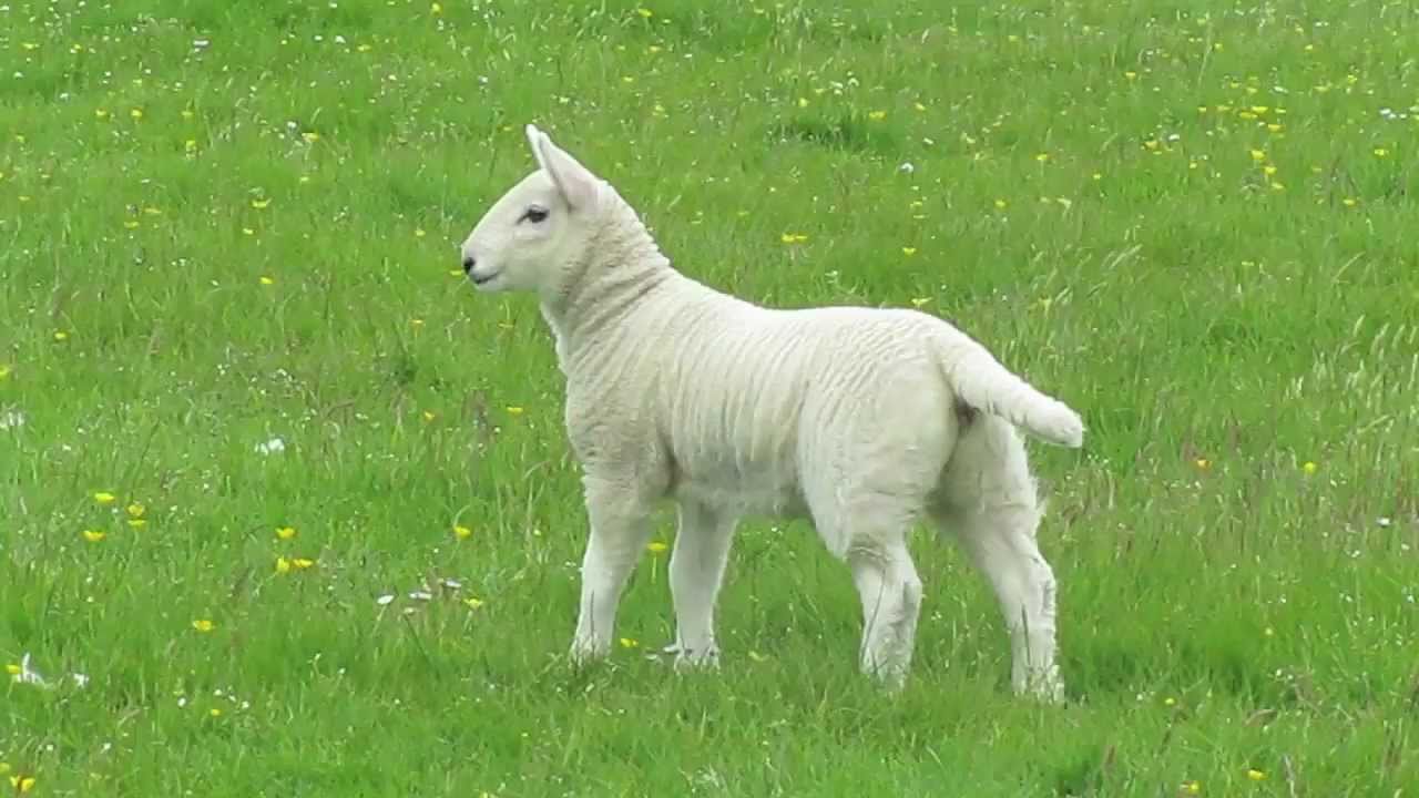 Funny Sheep Jump - YouTube for Happy Lamb Jumping
lp00lyp Funny Sheep Jump - YouTube for Happy Lamb Jumping
lp00lyp