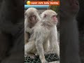 日本最北端のサルが教えてくれた、人生を楽しむコツ 子ザル ＃ニホンザル #下北半島 #脇野沢 #脇野沢野猿公苑 #punch