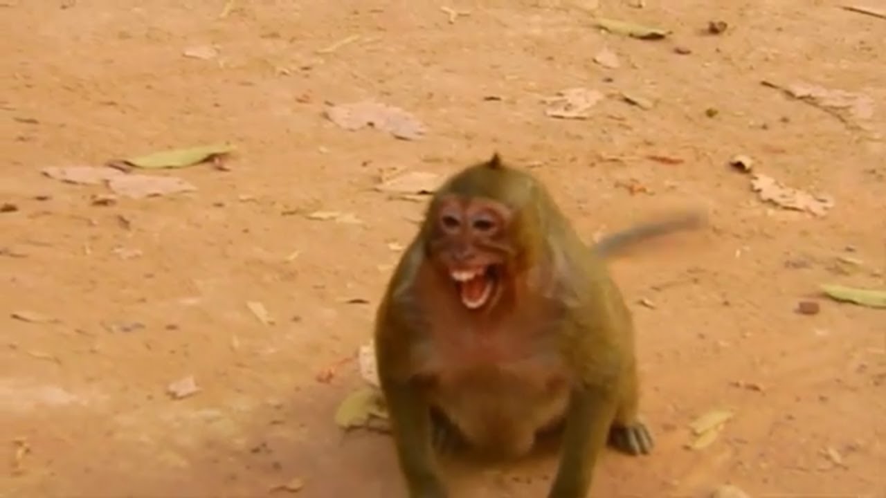 Poor Sweet Pea forgot that mom Popeye gone, Sweet Pea crying call Popeye help | Monkey Sweet Pea