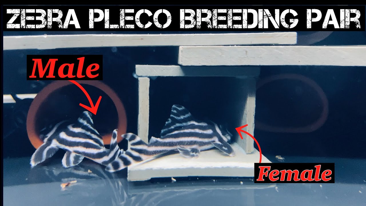 Zebra pleco breeding pair YouTube