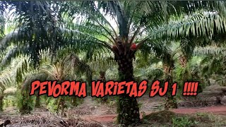 Lihat Kebun Sawit Sj 1 Sebelum Panenahmad Cenel Pertanian..
