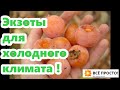 Разбор посылок! Мои новинки: Азимина, Хурма виргинская, грецкие и чёрные орехи, сумах, сосна жёлтая