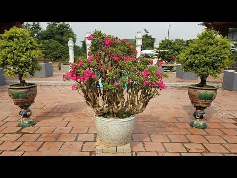 Video SH.1359.Ngỡ ngàng trước cặp ba Hoa Sứ và Ngâu cổ cực... - youtube