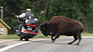 BISON vs BIKER! Buffalo attacks motorcycles @ Sturgis 2010. Watch them go toetotoe with a Buffalo!