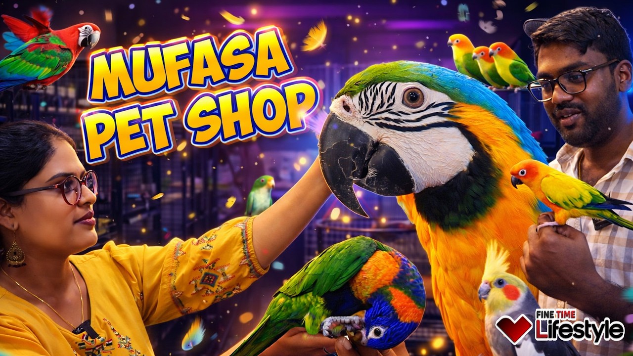 MUFASA : Tamed Exotic Birds in Chennai | Mufasa Pet Shop | Exotic Birds from 3500 | Talking Birds