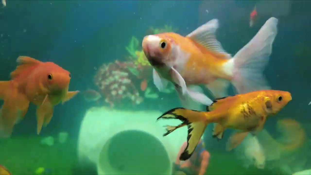 Fish 🐟🐟🐟🐟🐟