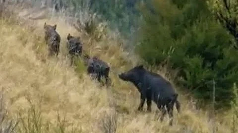 OSPRI TBfree Wildlife Surveys