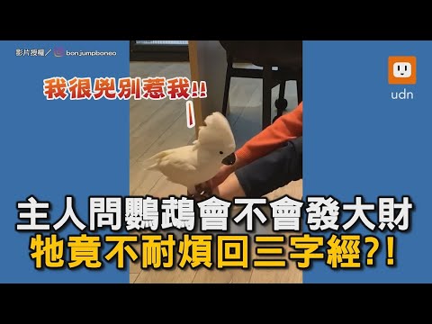 問鸚鵡會不會發財 殘酷二選一 全網笑翻｜寵物｜鳥｜鸚鵡｜選擇｜回答｜驚人｜逗趣 @bonjumpboneo